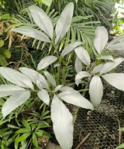 Alternative view of Amorphophallus glaucophyllus 2 plantules