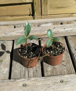 Amorphophallus glaucophyllus 2 plantules