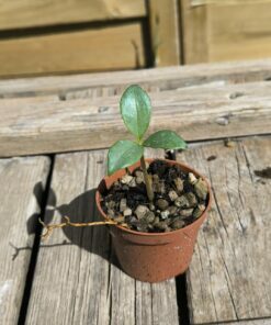 Amorphophallus glaucophyllus 1 plantule