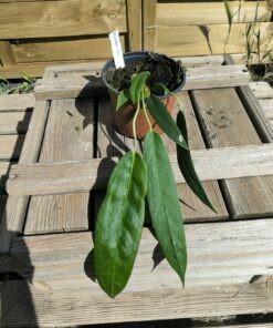 Anthurium wendlingeri WE1