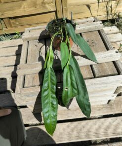 Anthurium wendlingeri WE2