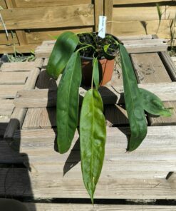 Anthurium wendlingeri WE3