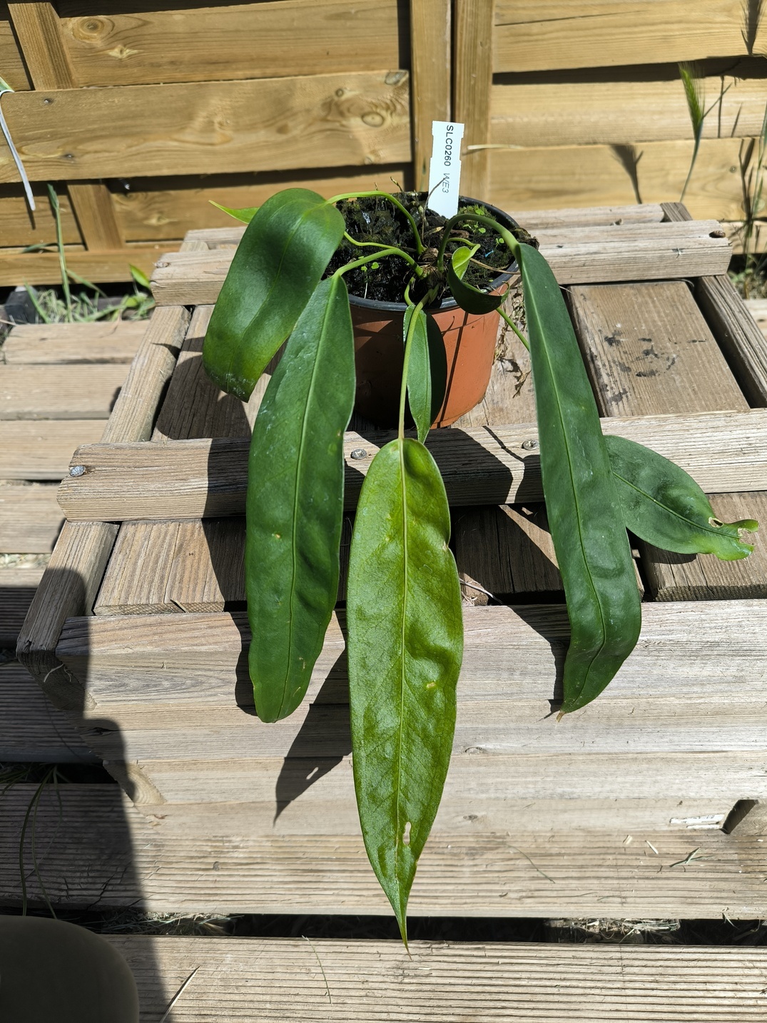 Anthurium wendlingeri WE3