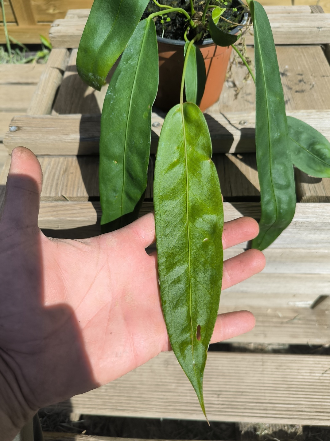 Anthurium wendlingeri WE3 – Image 3