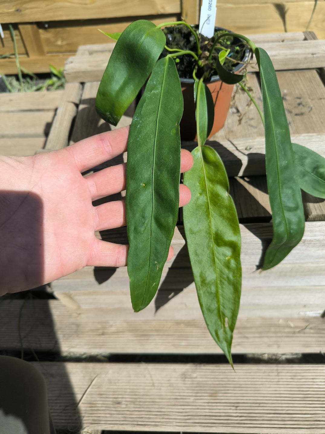 Anthurium wendlingeri WE3 – Image 7