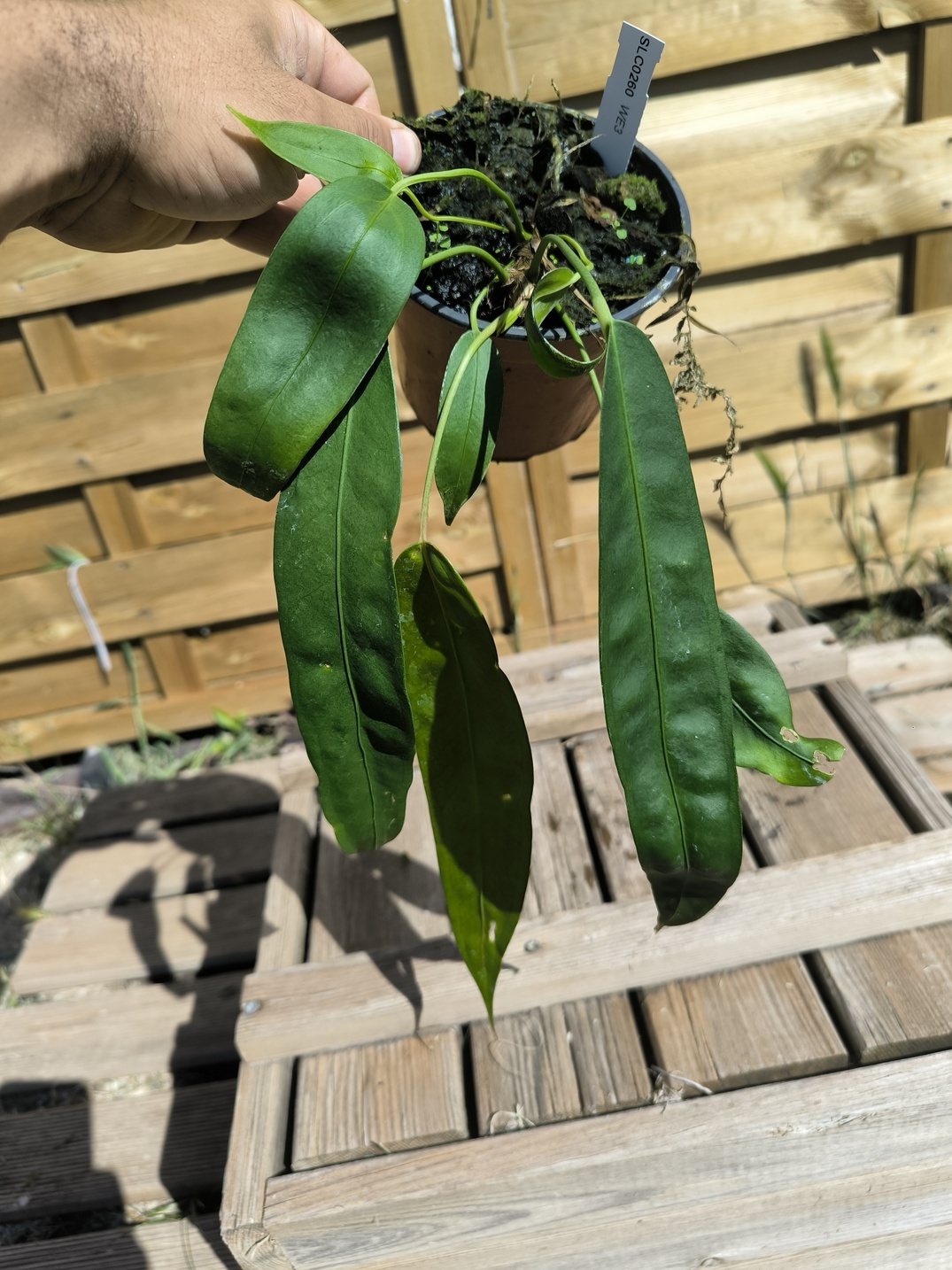 Anthurium wendlingeri WE3 – Image 6