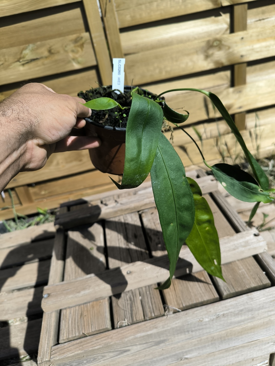 Anthurium wendlingeri WE3 – Image 5