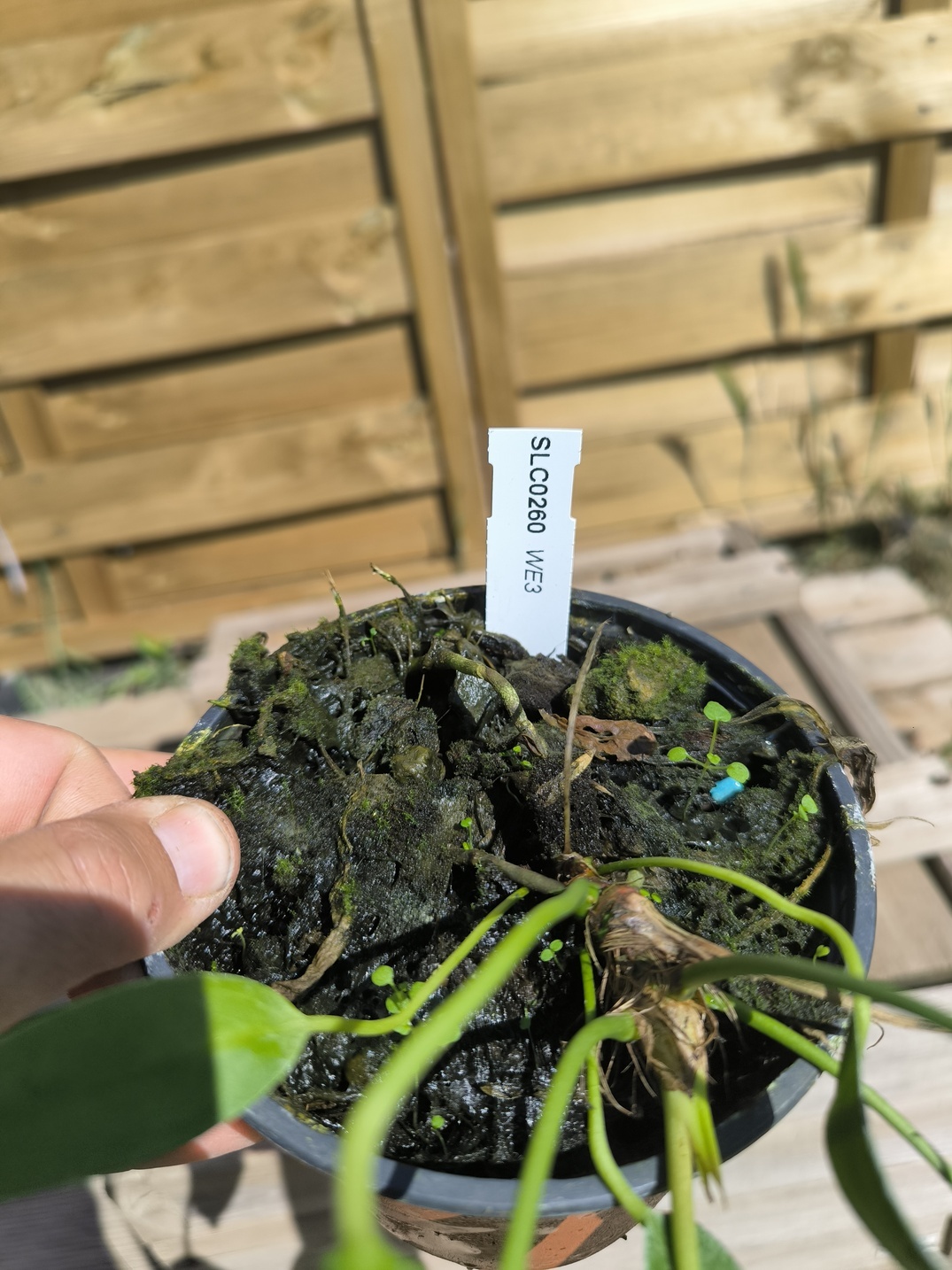 Anthurium wendlingeri WE3 – Image 4