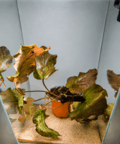 Barclaya motleyi "Malaisie" 1 plant + substrat