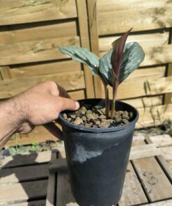 Alternative view of Cornukaempferia aurantiflora