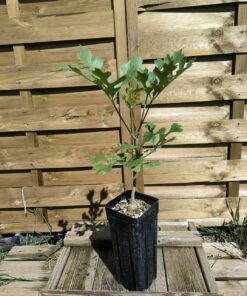 Alternative view of Cussonia paniculata ssp. sinuata