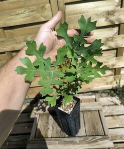 Cussonia paniculata ssp. sinuata