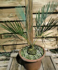 Cycas cairnsiana greffé sur C. revoluta B