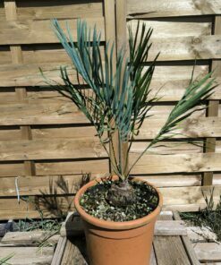 Cycas cairnsiana greffé sur C. revoluta A