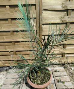 Alternative view of Cycas couttsiana greffé sur C. revoluta C2