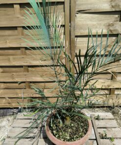 Cycas couttsiana greffé sur C. revoluta C2