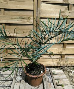 Cycas couttsiana greffé sur C. revoluta C3