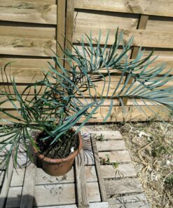 Alternative view of Cycas couttsiana greffé sur C. revoluta C3