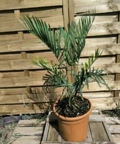 Alternative view of Cycas megacarpa greffé sur C. revoluta