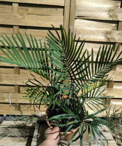 Cycas megacarpa greffé sur C. revoluta
