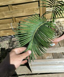 Alternative view of Cycas panzhihuaensis 8cm caudex