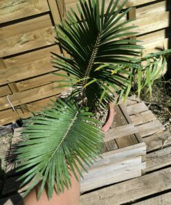 Cycas panzhihuaensis 8cm caudex