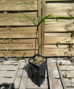 Alternative view of Cycas scratchleyana