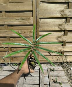 Cycas scratchleyana