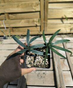Cycas sexseminifera