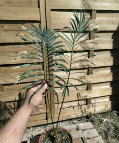 Cycas siamensis "Silver" greffé sur C. revoluta