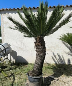 Cycas taitungensis tronc 115cm (mâle)