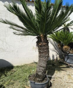 Alternative view of Cycas taitungensis tronc 115cm (mâle)
