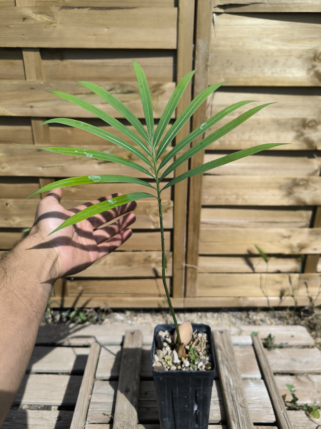 Cycas thouarsii - Image 2