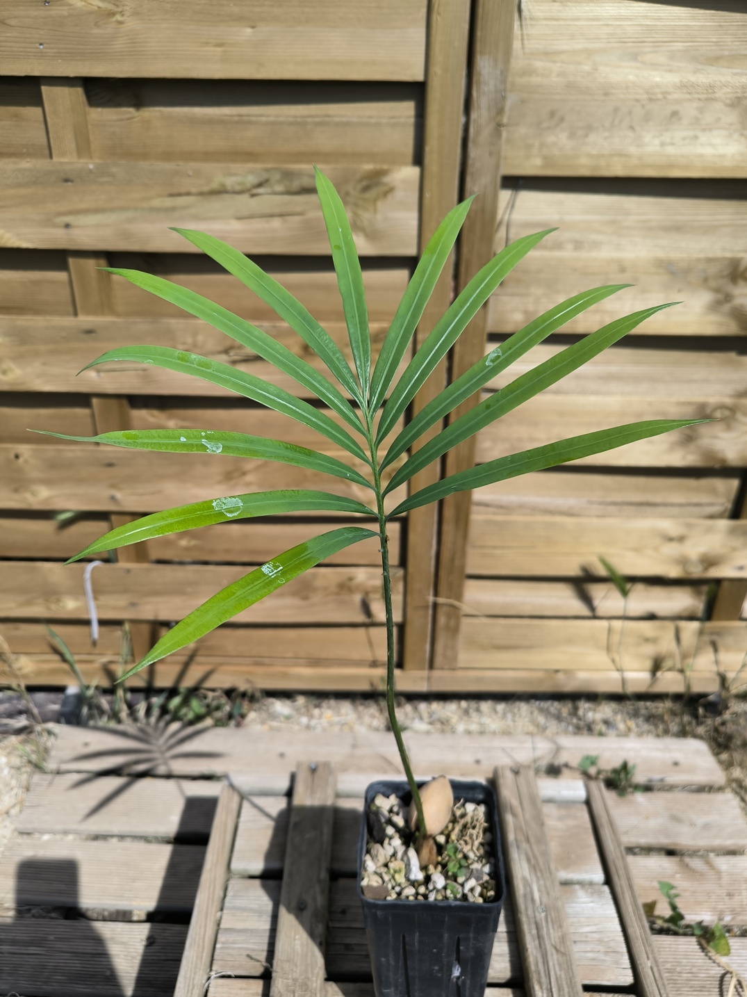 Cycas thouarsii - Image 3