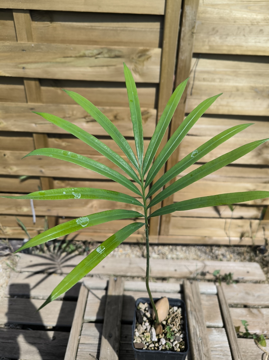 Cycas thouarsii