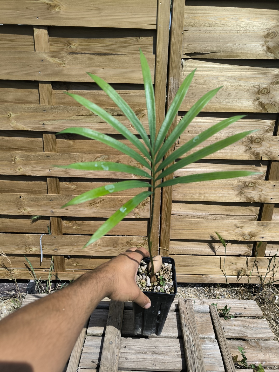 Cycas thouarsii - Image 4