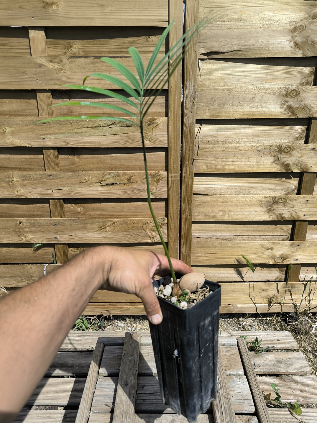 Cycas thouarsii - Image 5