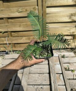 Dioon angustifolium 3cm caudex