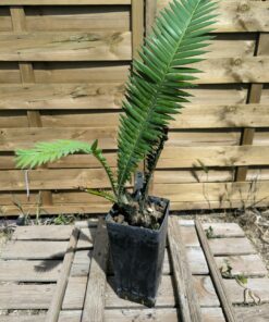 Dioon mejiae 7cm M1