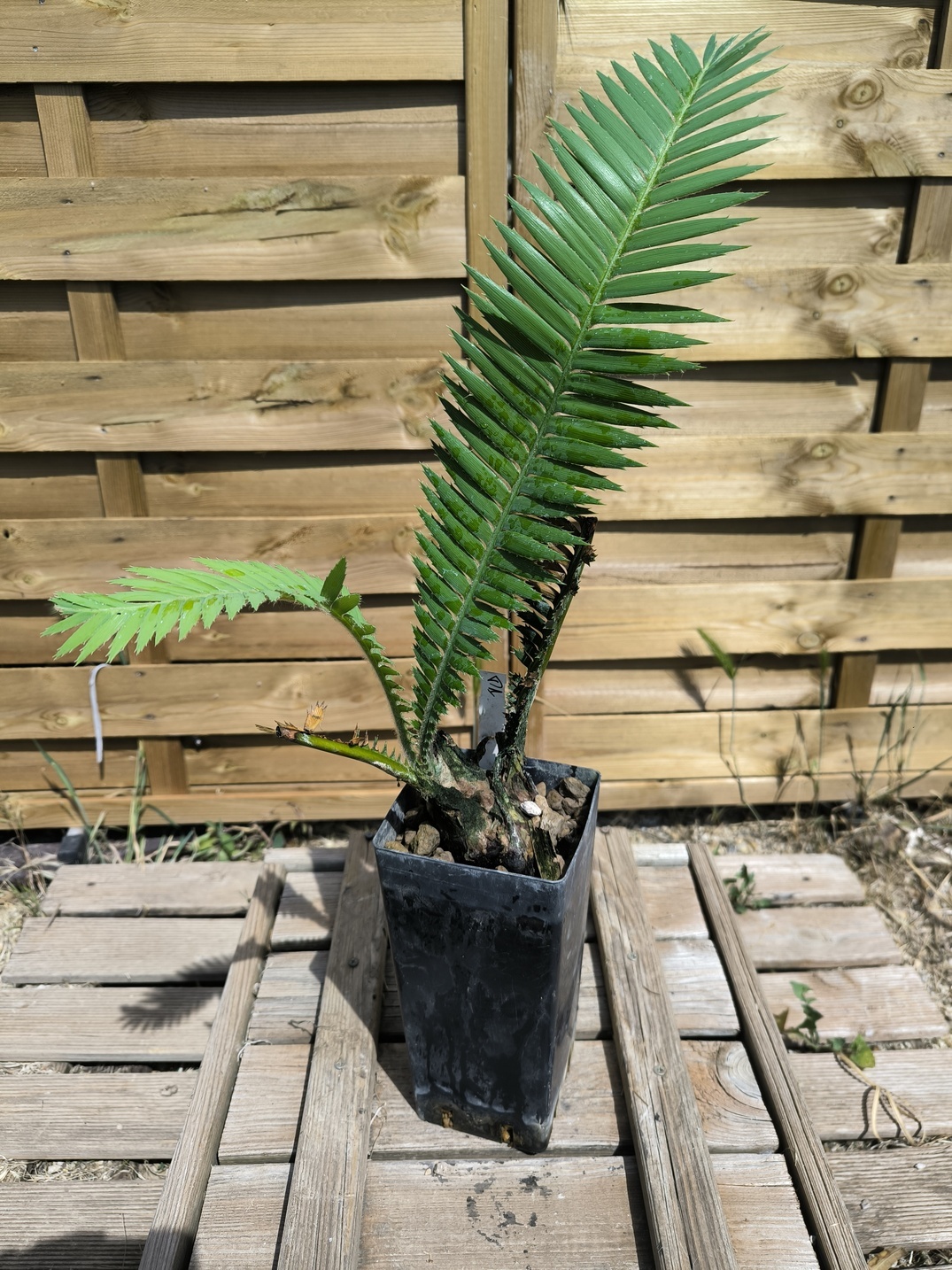 Dioon mejiae 7cm M1