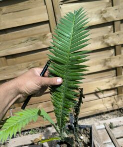 Alternative view of Dioon mejiae 7cm M1