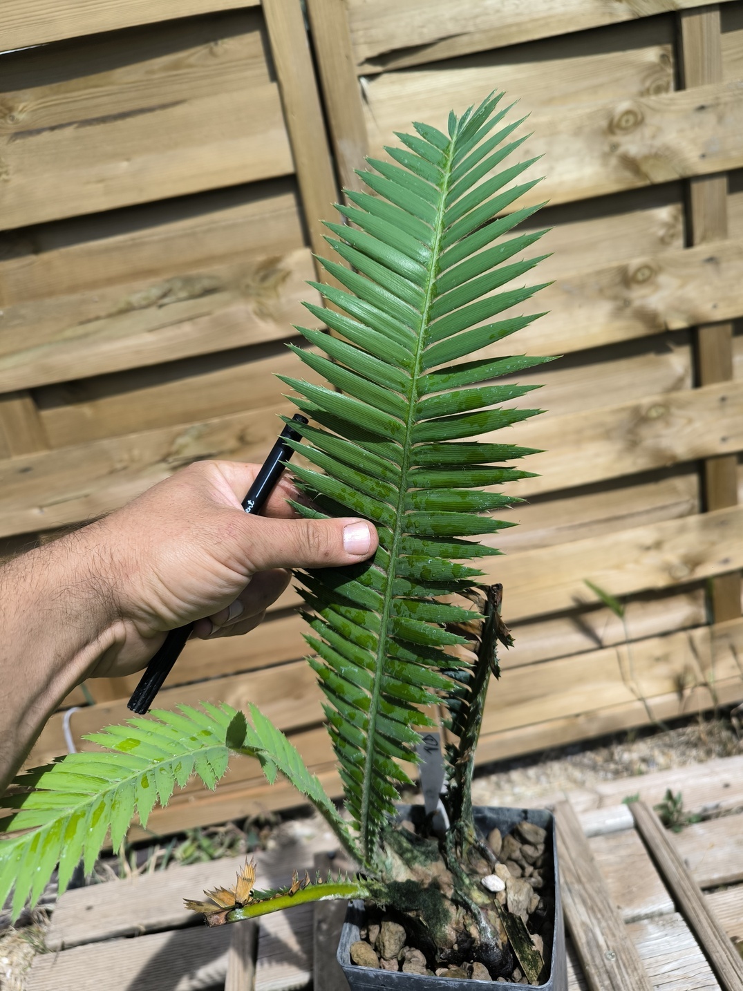 Dioon mejiae 7cm M1 - Image 2