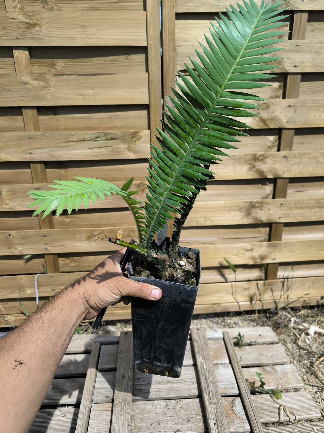 Dioon mejiae 7cm M1 - Image 4