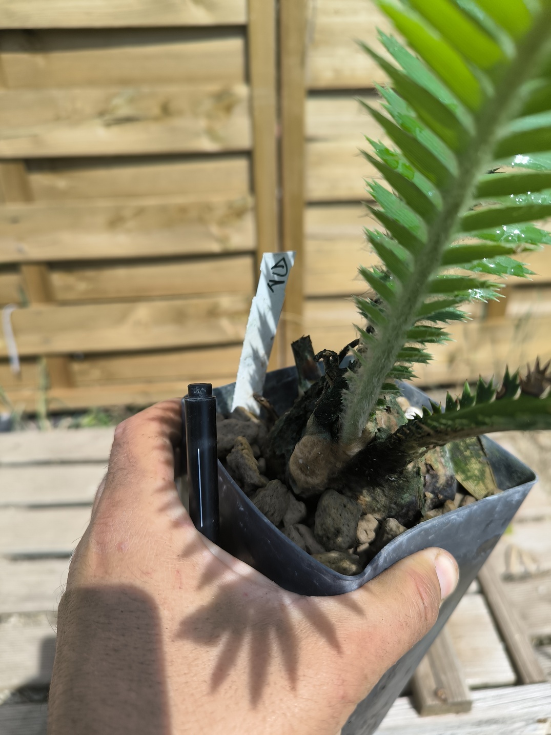 Dioon mejiae 7cm M1 - Image 3