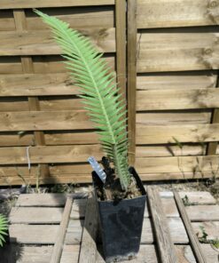 Dioon mejiae 7cm M2