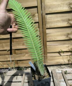 Alternative view of Dioon mejiae 7cm M2