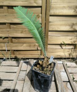 Dioon mejiae 7cm M3