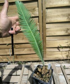 Alternative view of Dioon mejiae 7cm M3