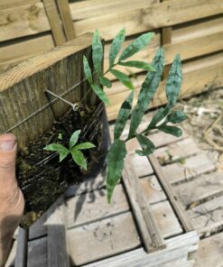 Drynaria deuansavanhii sur plaque DE2