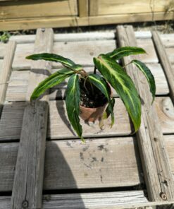 Alternative view of Homalomena polyneura